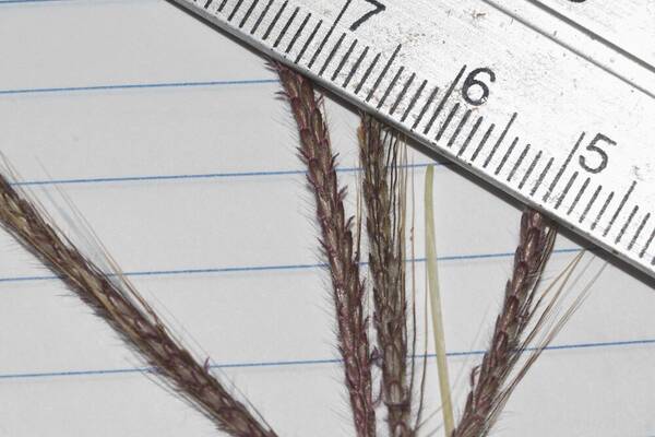 Dichanthium annulatum var. papillosum Spikelets