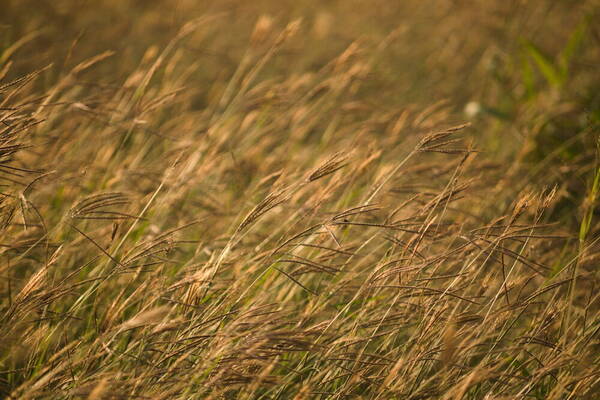 Dichanthium annulatum var. papillosum Habit