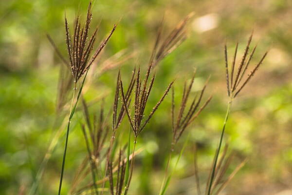 Dichanthium annulatum var. papillosum Habit