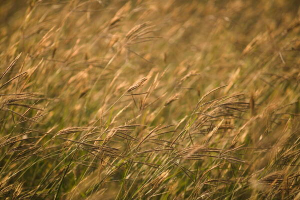 Dichanthium annulatum var. papillosum Habit