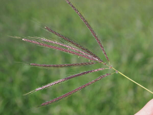 Dichanthium annulatum var. papillosum Inflorescence