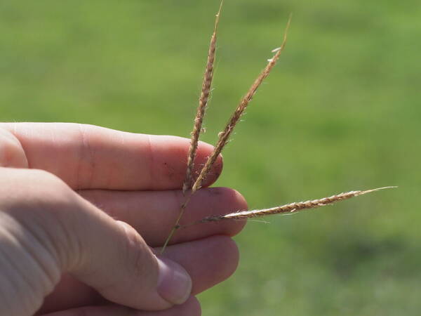 Dichanthium annulatum var. papillosum Inflorescence