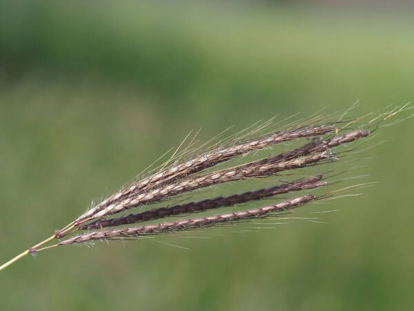 Dichanthium annulatum var. papillosum Inflorescence