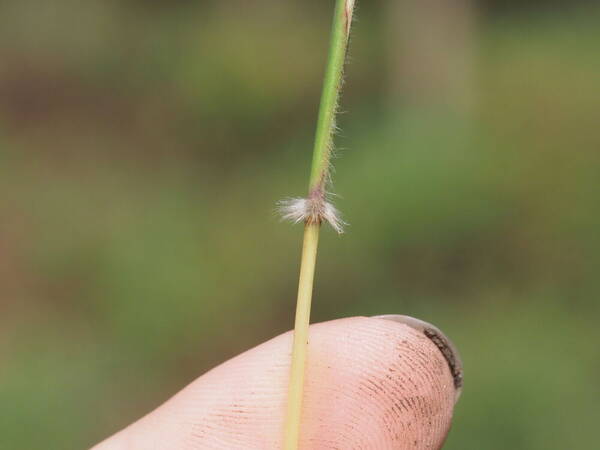 Dichanthium annulatum var. papillosum Node