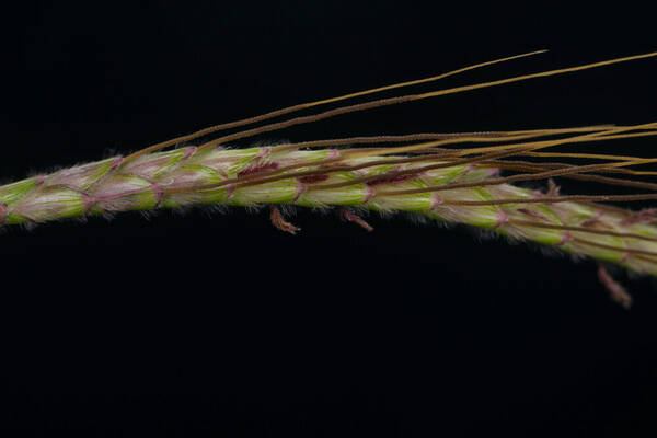 Dichanthium aristatum Spikelets