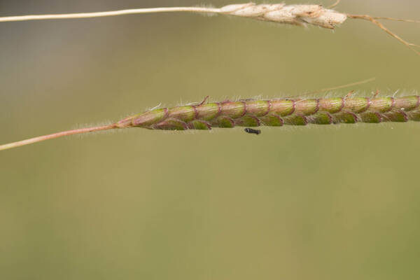 Dichanthium aristatum Spikelets