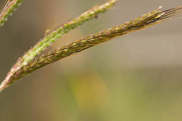 Dichanthium aristatum Spikelets