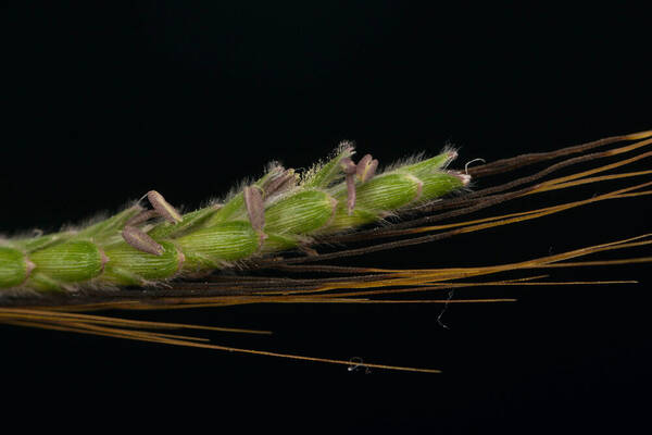 Dichanthium aristatum Spikelets