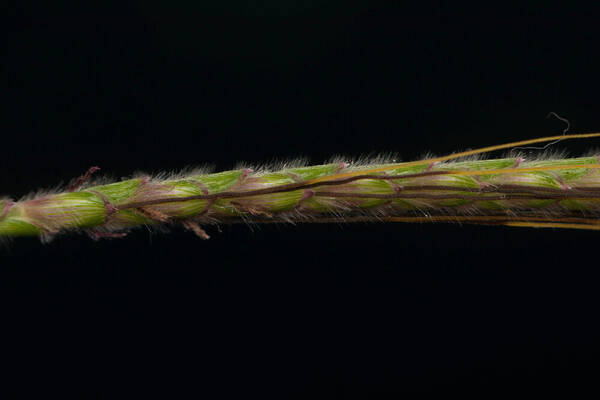 Dichanthium aristatum Spikelets