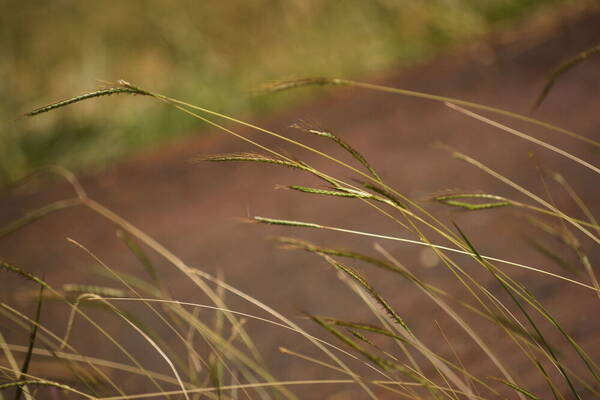 Dichanthium aristatum Habit