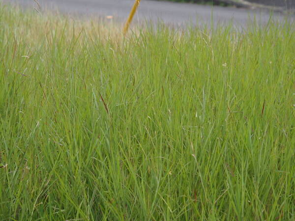 Dichanthium aristatum Habit