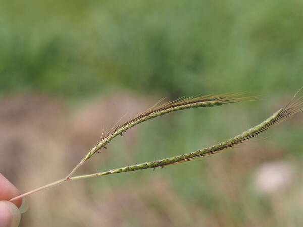 Dichanthium aristatum Inflorescence