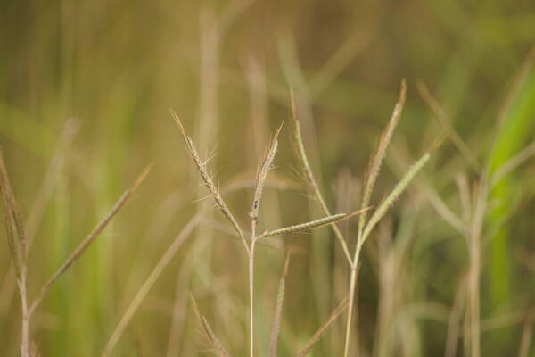 Dichanthium aristatum Inflorescence