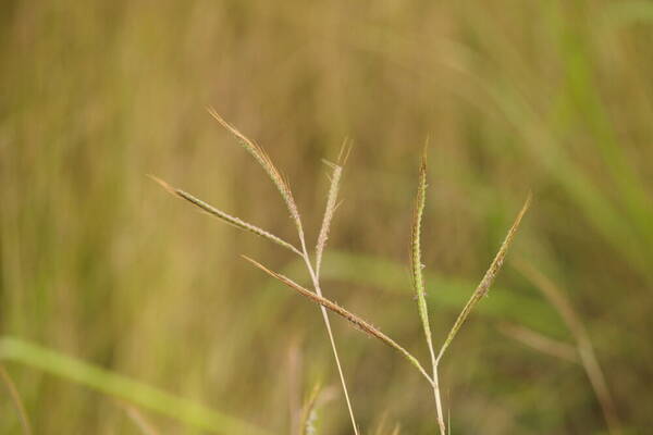 Dichanthium aristatum Inflorescence