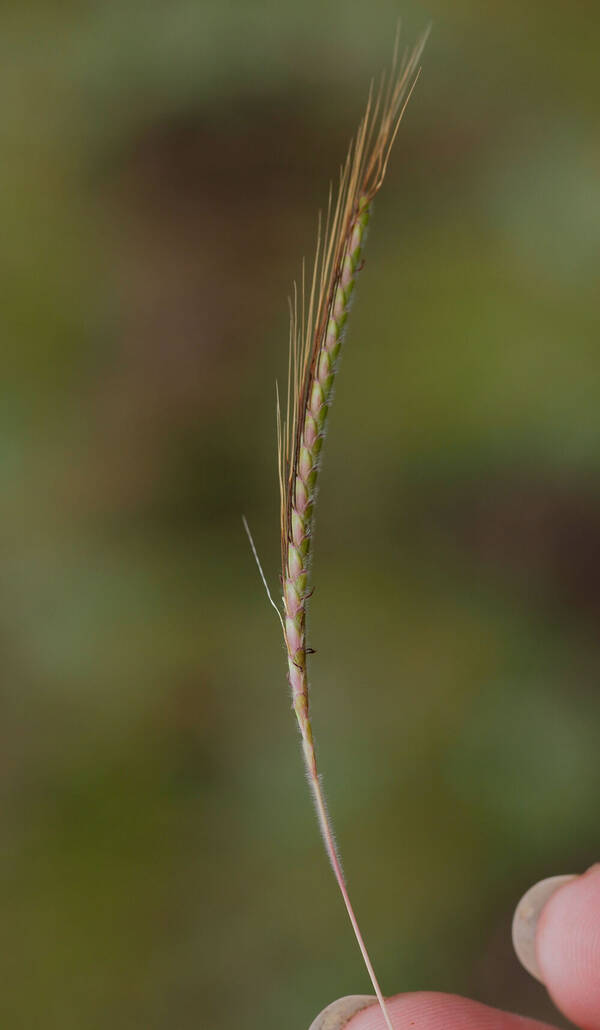 Dichanthium aristatum Inflorescence