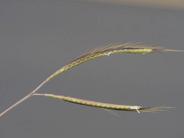 Dichanthium aristatum Inflorescence