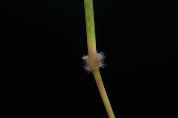 Dichanthium aristatum Node