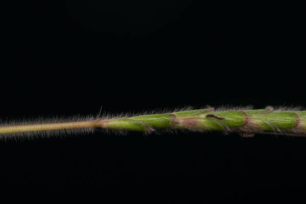 Dichanthium aristatum Peduncle of inflorescence