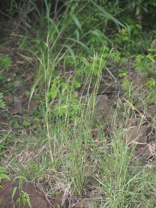 Dichanthium aristatum Plant