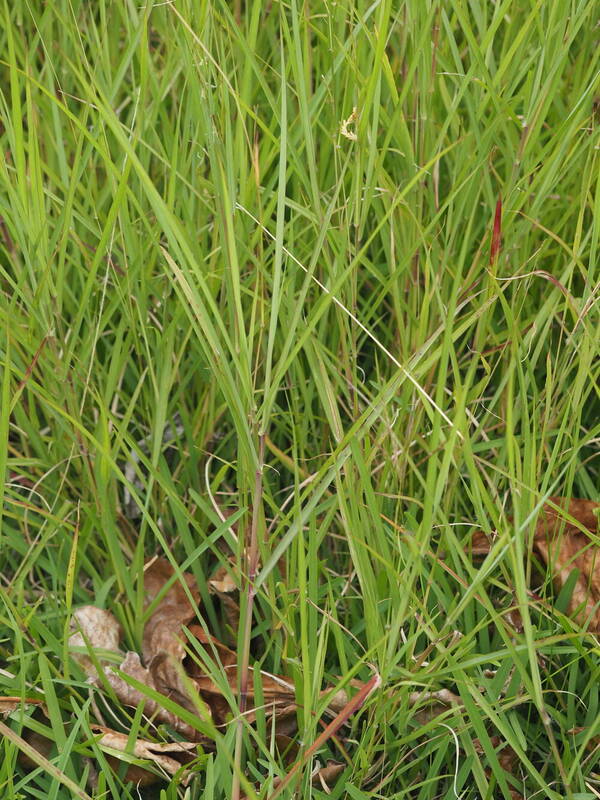 Dichanthium aristatum Plant