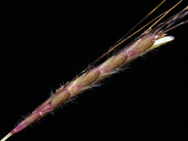 Dichanthium caricosum Spikelets