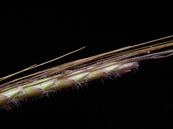 Dichanthium caricosum Spikelets