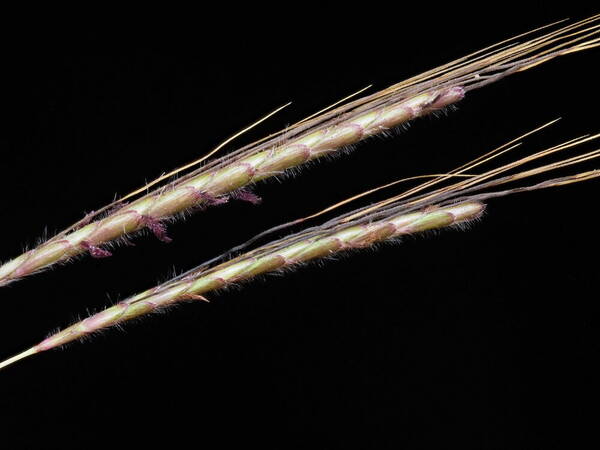 Dichanthium caricosum Spikelets