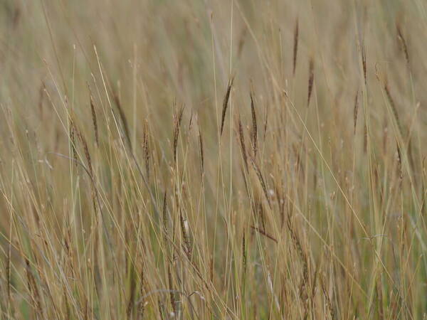 Dichanthium caricosum Habit