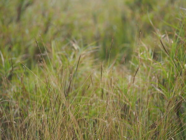 Dichanthium caricosum Habit