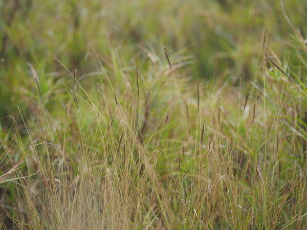 Dichanthium caricosum Habit