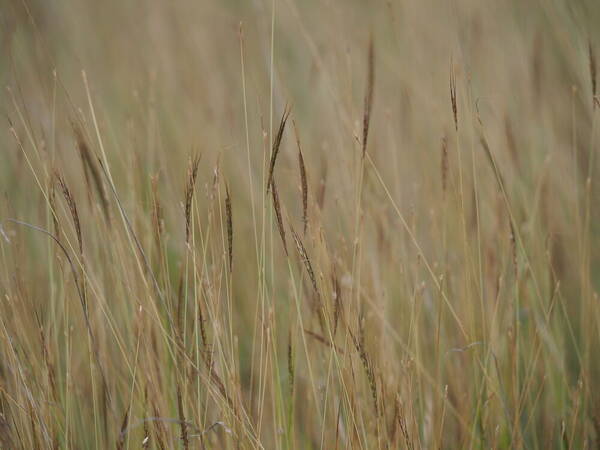 Dichanthium caricosum Habit