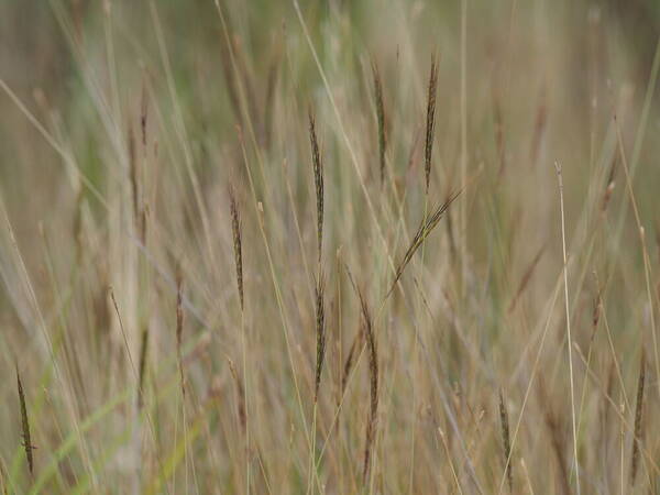 Dichanthium caricosum Habit