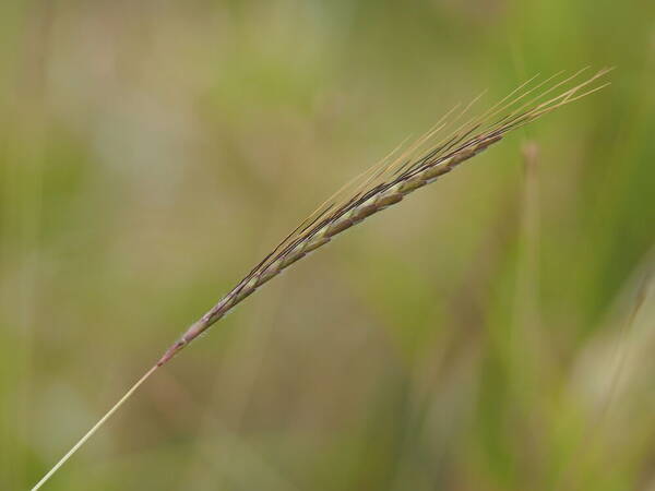 Dichanthium caricosum Inflorescence