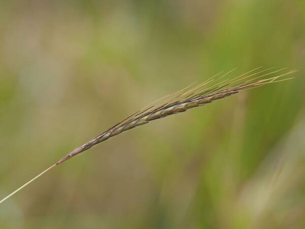 Dichanthium caricosum Inflorescence