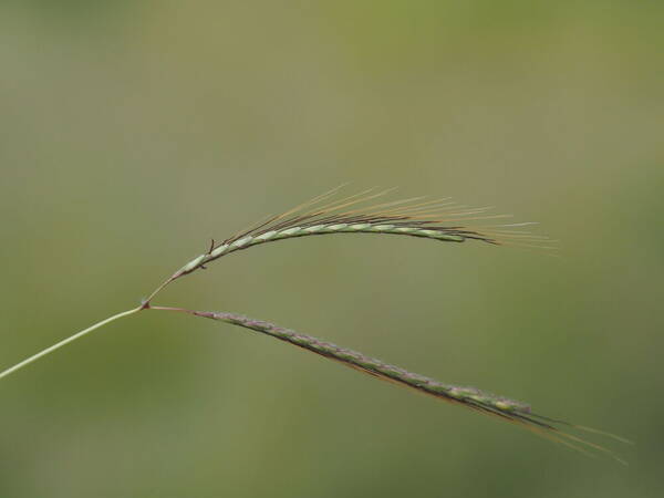 Dichanthium caricosum Inflorescence