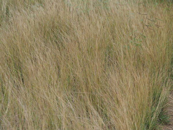 Dichanthium caricosum Landscape