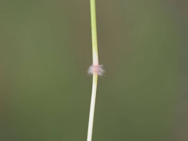 Dichanthium caricosum Node