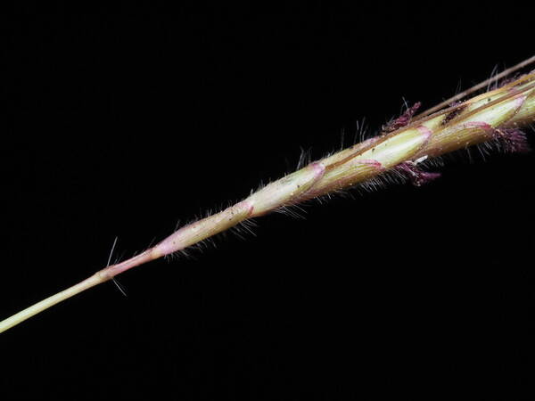 Dichanthium caricosum Peduncle of inflorescence