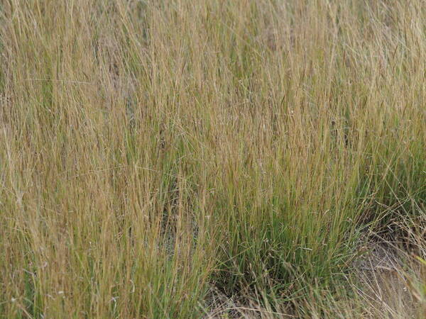 Dichanthium caricosum Plant