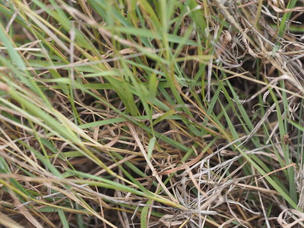 Dichanthium caricosum Plant