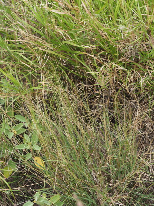 Dichanthium caricosum Plant