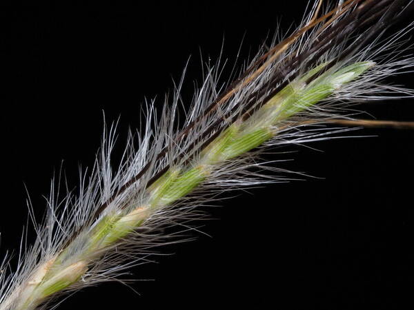 Dichanthium sericeum Spikelets