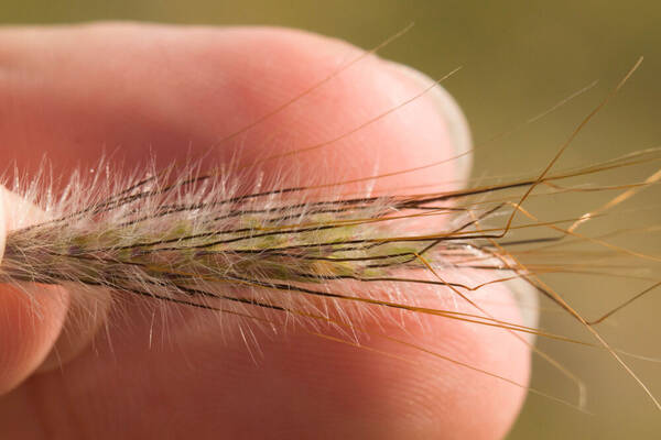 Dichanthium sericeum Spikelets