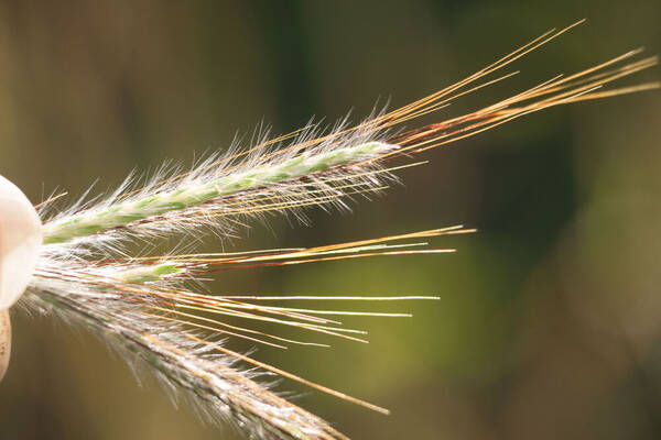 Dichanthium sericeum Spikelets