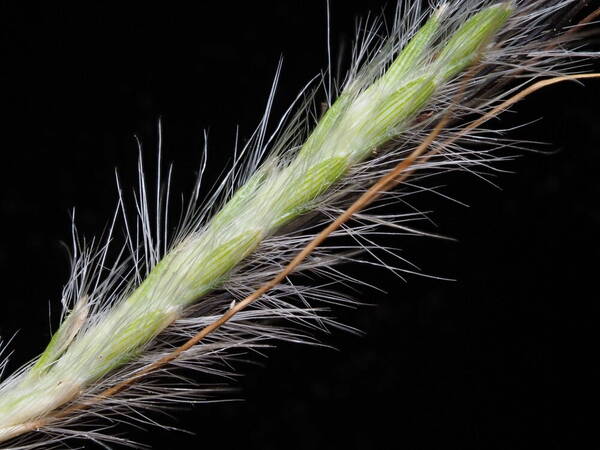 Dichanthium sericeum Spikelets