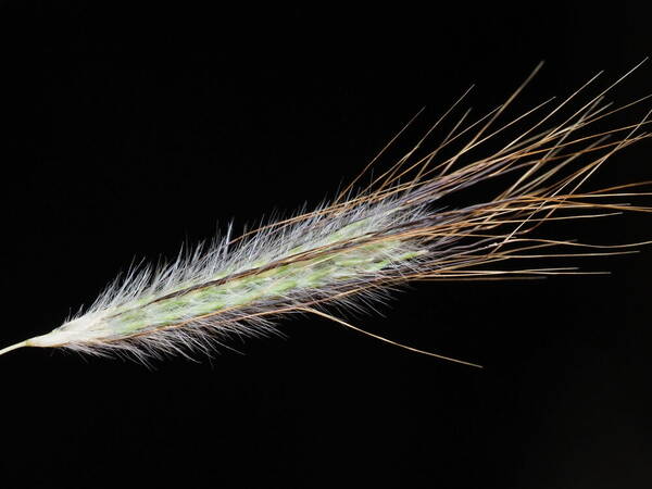 Dichanthium sericeum Inflorescence