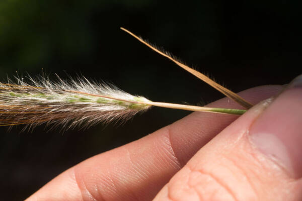 Dichanthium sericeum Inflorescence