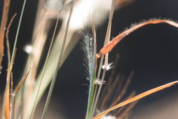 Dichanthium sericeum Inflorescence