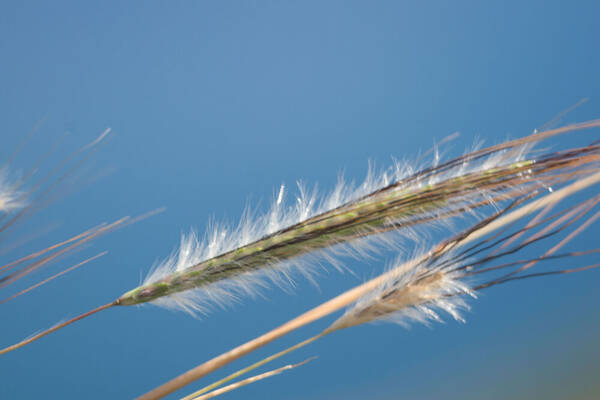 Dichanthium sericeum Inflorescence