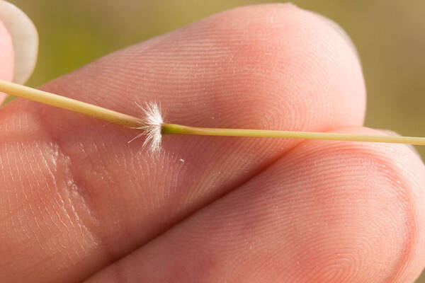 Dichanthium sericeum Node